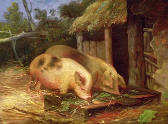 Schweine an einer Tränke